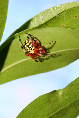 scary spider