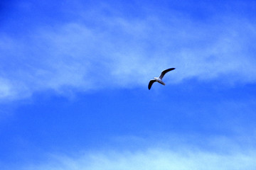 seagull 003