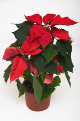 poinsettia - christmas flower isolated on white background with