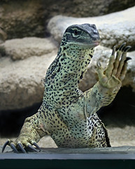 waran