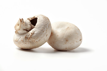 zwei pilze © eyewave