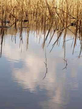 water reeds