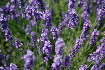 lavender