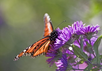 monarch butterfly