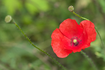 red poppies