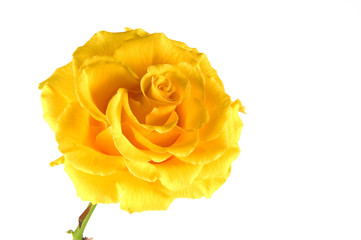 yellow rose - Powered by Adobe