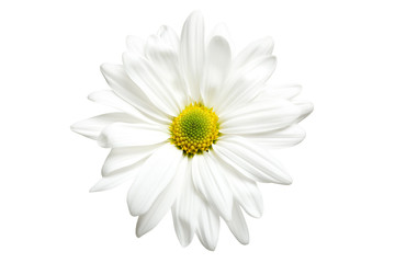 white daisy isolated