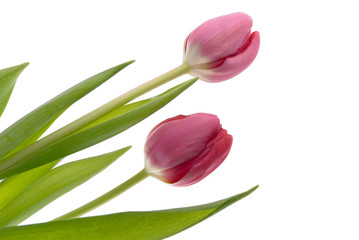 tulips isolated