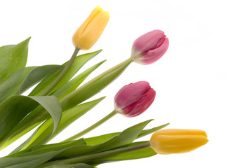 tulips isolated