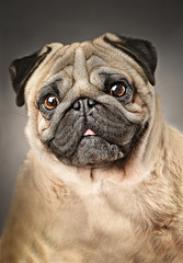 Obraz premium dogs 17