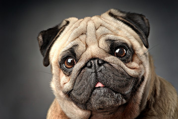 dogs 18