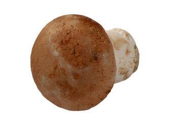Fototapeta premium champignon de paris