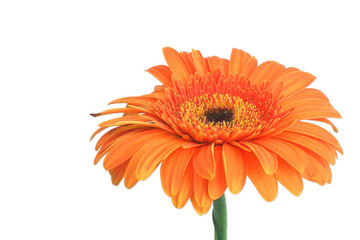 fleur orange