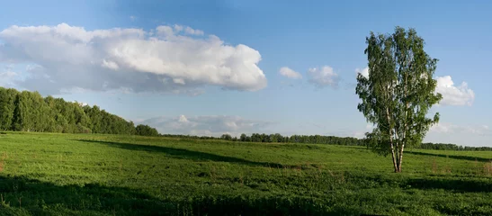 Crédence de cuisine en verre imprimé Été panoramic landscape with birch