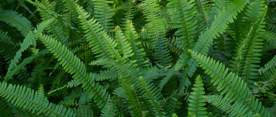Fototapeta na wymiar ferns