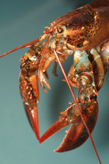 lobster