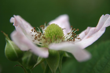 brombeerblüte