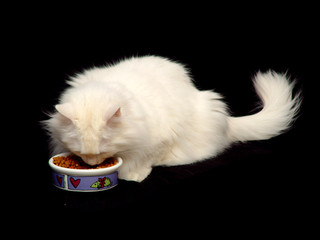 white angora cat eating food