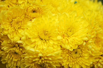 yellow mums