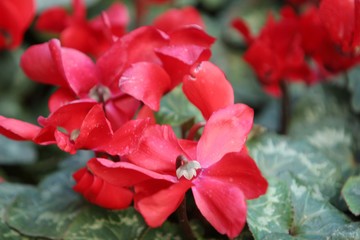 Fototapeta premium red garden flowers