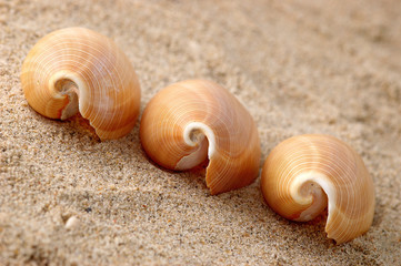 trois coquillages