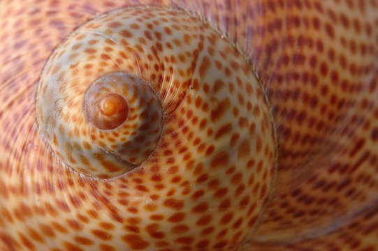 spirale