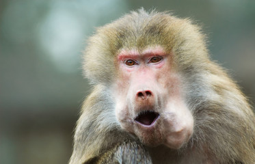 monkey eating