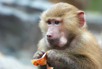 a cute monkey eating