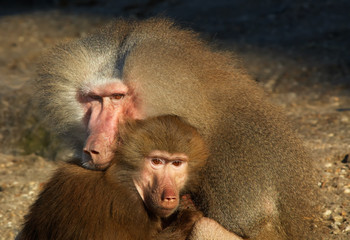 monkeys in love