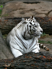 white bengalese tiger.