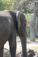 side view of elephant