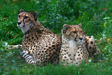 two cheetahs