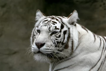 Tuinposter white bengalese tiger. © Wrangler
