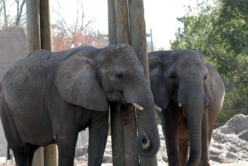 two elephants