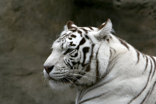 white bengalese tiger.