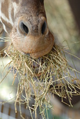 giraffe eating