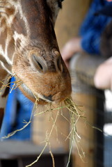 giraffe snout