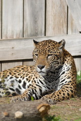 jaguar sitting