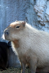 capybara