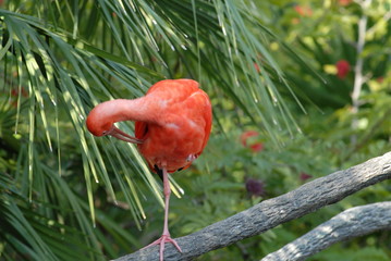 preening flamingo