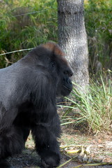 gorilla looking back