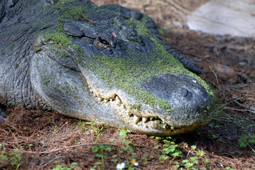 gator head