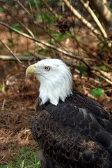 bald eagle