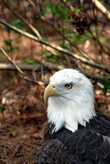 bald eagle