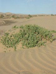 plante sur les dunes, le sedum