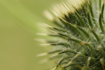 thistle head