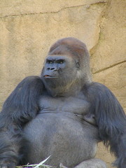 sitting gorilla