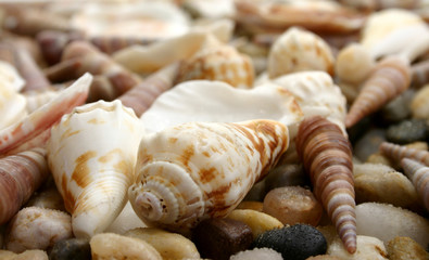 pebble and seashell