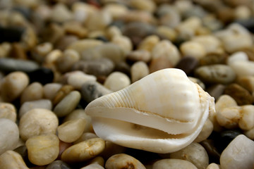 seashell and pebbles