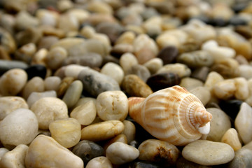 pebble and seashell